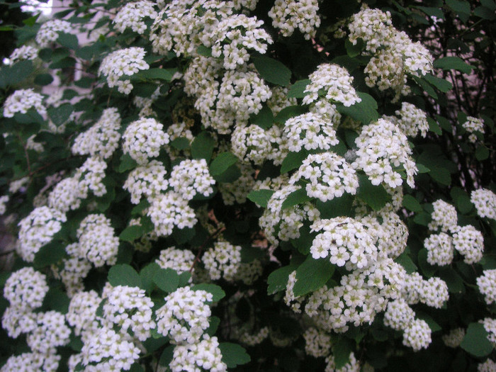 2530623410075666569pgrkJl_fs