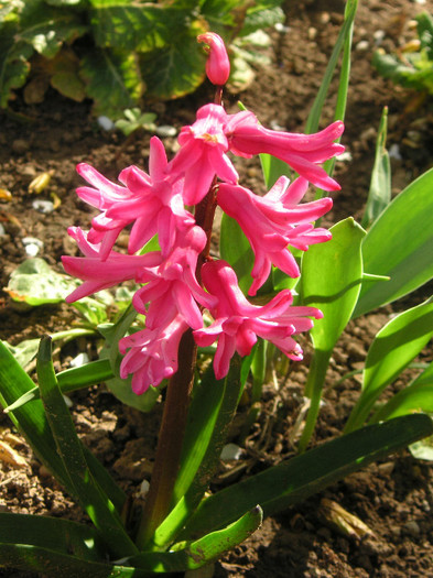 2533125700075666569AuoXxc_fs