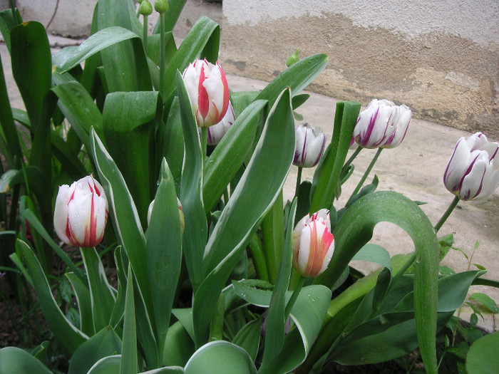 2536707620075666569tEiJSF_fs