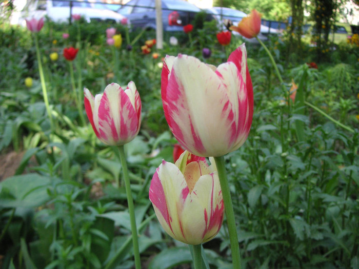 2536860190075666569MIzyUO_fs