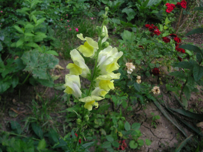 2537082480075666569gTZRwV_fs