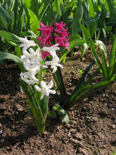 2539067480075666569HLOcio_fs