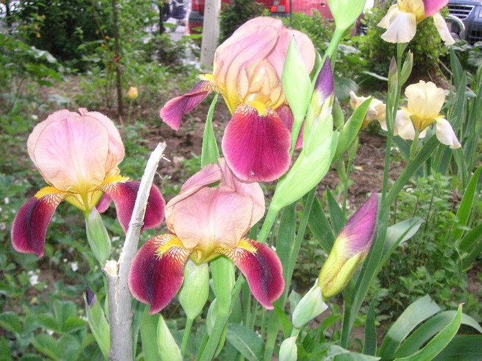 2545876960075666569SiuLPc_fs