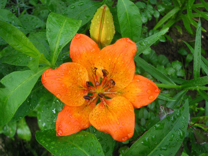 2547106040075666569kXuriz_fs