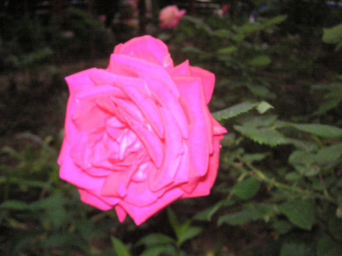 2558127160075666569QVKkQO_fs