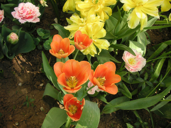 2565220850075666569psEoXx_fs