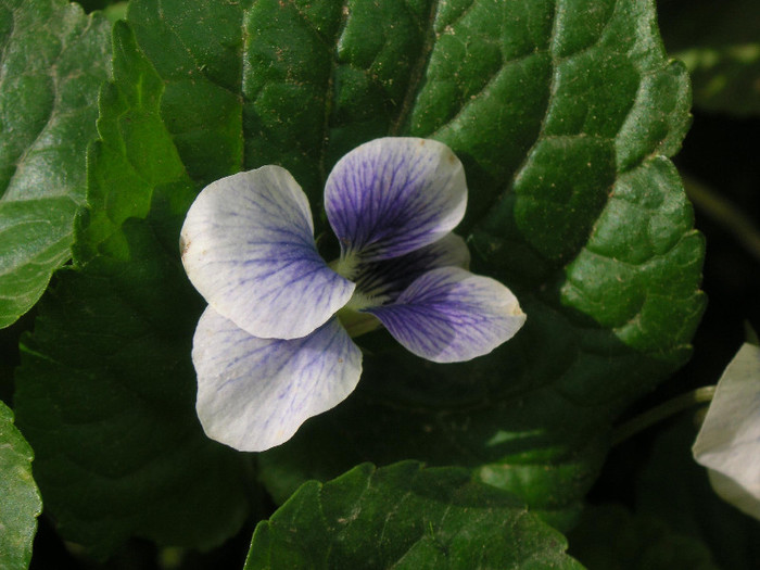 2569058350075666569oepGoU_fs