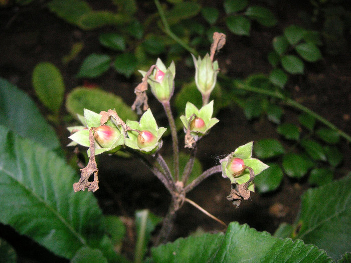 2606711690075666569qZQcGB_fs