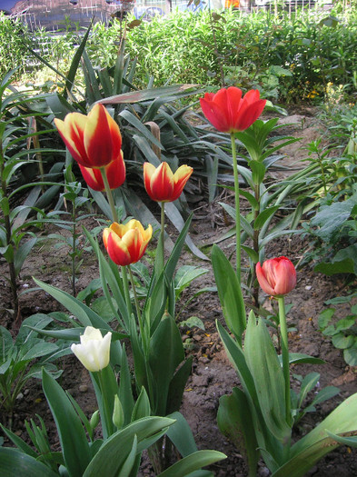 2607772940075666569DoqueT_fs