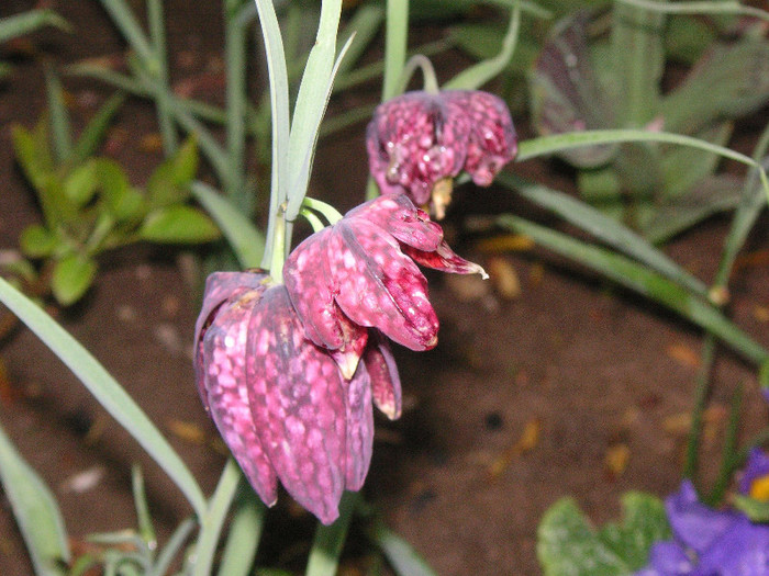 2623768540075666569WiHghE_fs