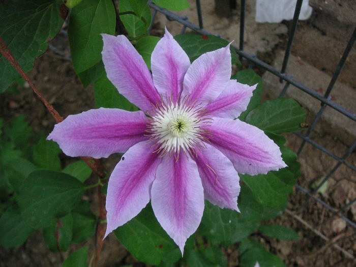 2625999150075666569gHUqLu_fs