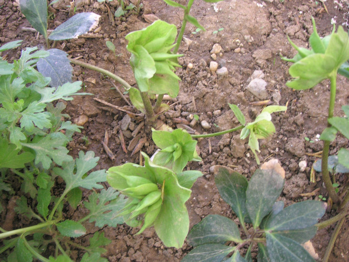 2657200280075666569KPzcNb_fs