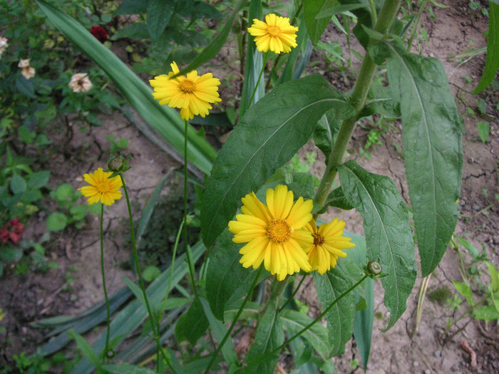 2666276190075666569mudajl_fs