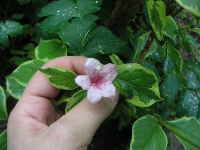 2673179580075666569TiOynr_fs