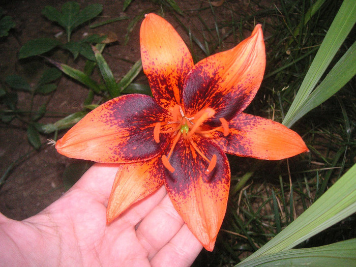 2678033840075666569TzIxAD_fs