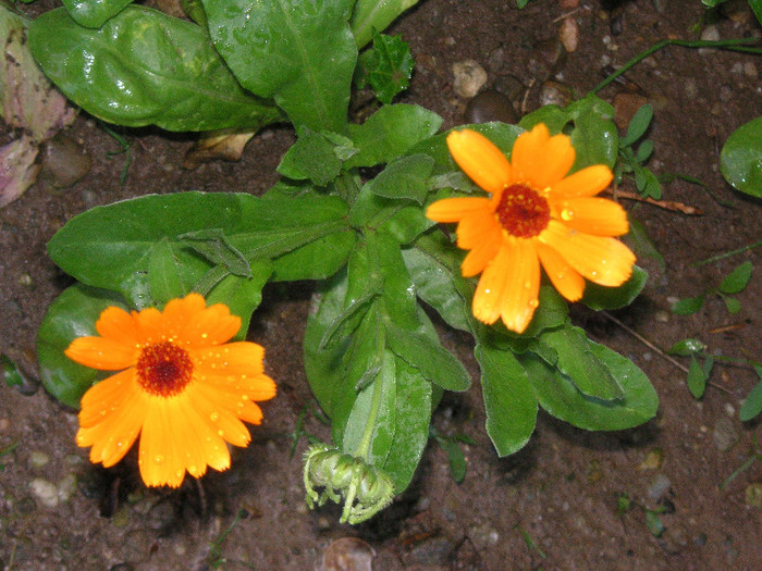 2701936740075666569HFKHwa_fs