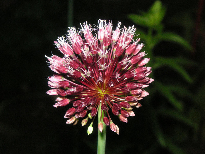 2704922540075666569hGNgaC_fs