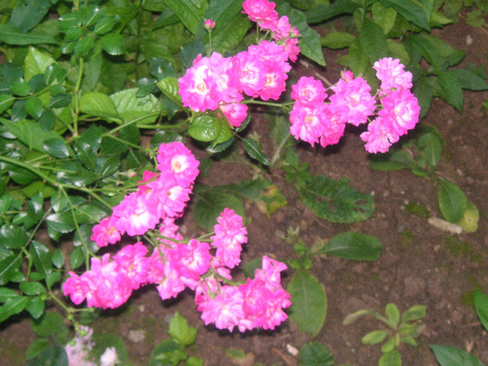 2726633260075666569TiAQUp_fs