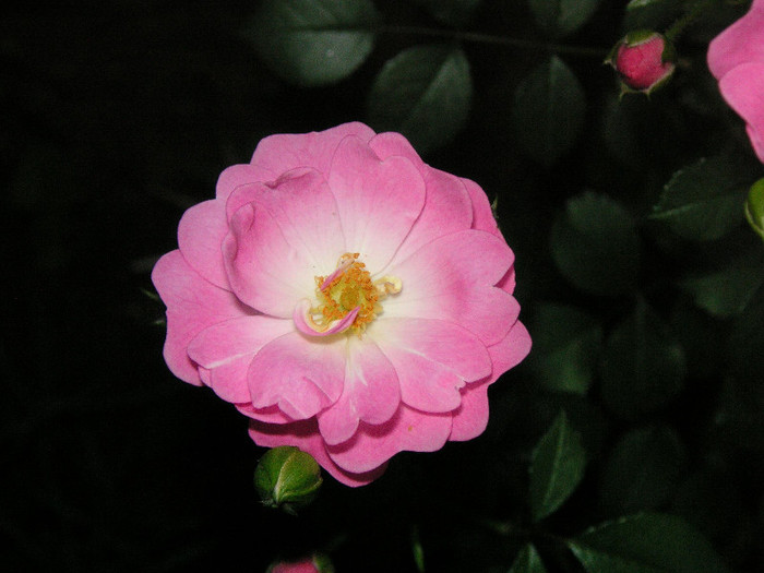 2728686880075666569qoXEuW_fs