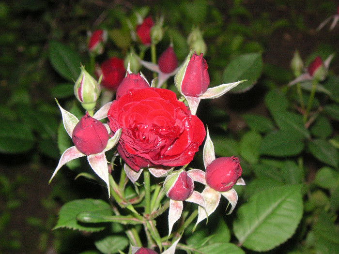 2771814470075666569CHKmTV_fs