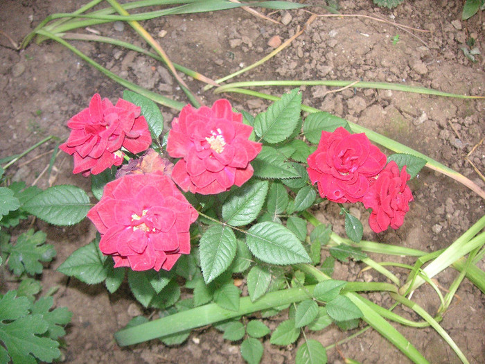 2778776080075666569GlZoUY_fs