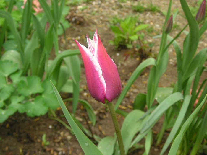 2780210920075666569cyaCJT_fs