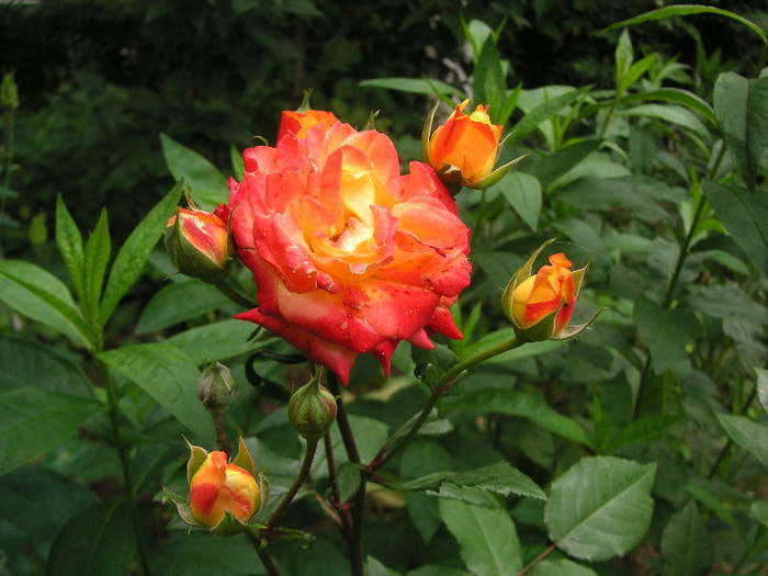 2785418600075666569PrJnuv_fs