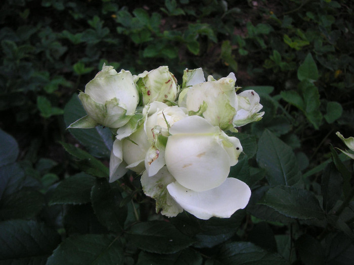 2789606120075666569Naogwj_fs