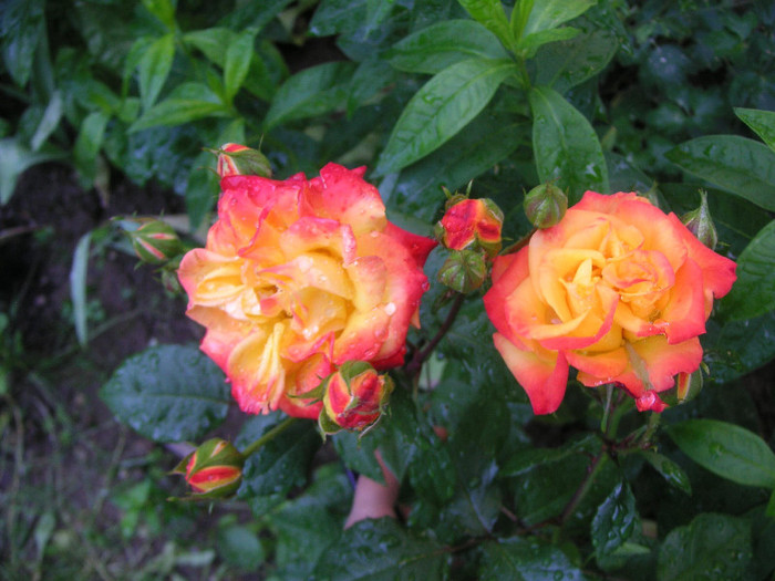 2810090610075666569jQqwqC_fs