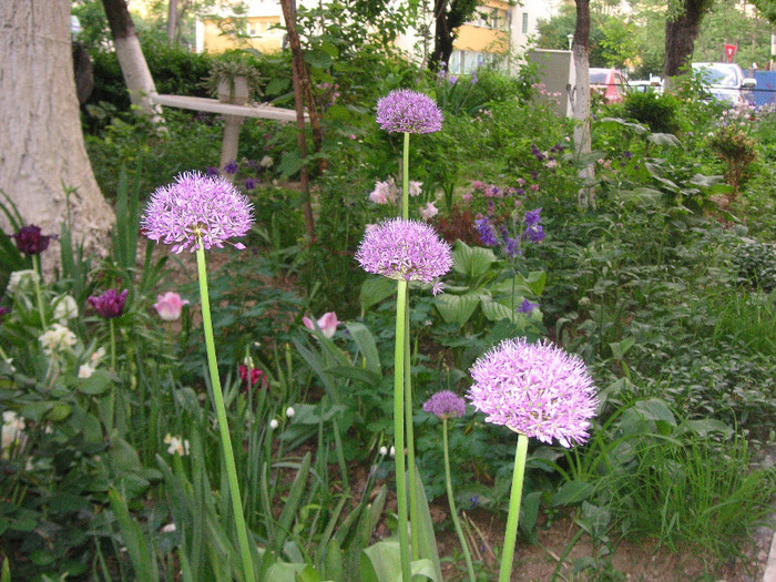 2810911120075666569MXaAsp_fs