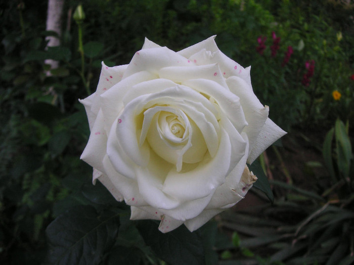 2813945850075666569RfALMU_fs