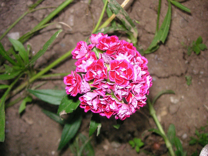 2816475770075666569YakzbP_fs