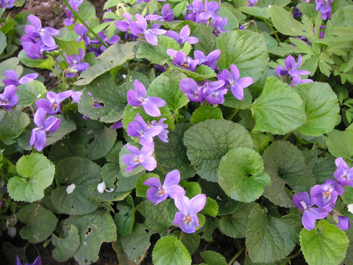 2842632720075666569zdCebv_fs