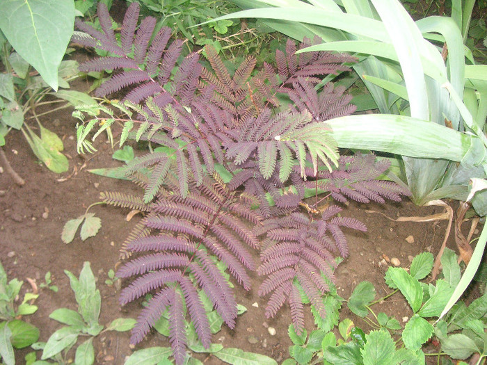 2862740190075666569PVntHr_fs