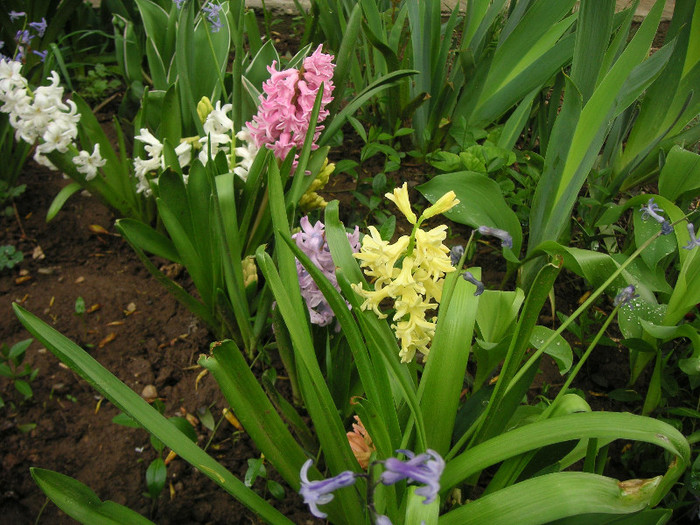 2878377630075666569YVijGK_fs - Gradina II