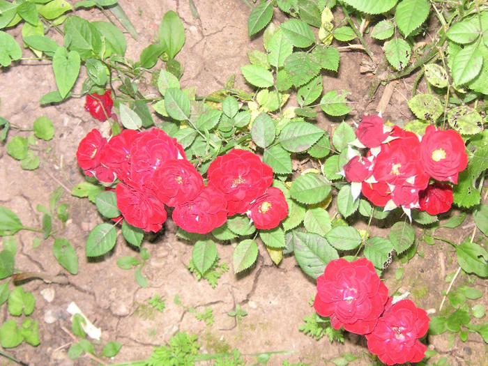 2879139410075666569UKwjrJ_fs - Gradina II