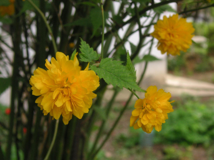 2879666150075666569xBcHJp_fs - Gradina II