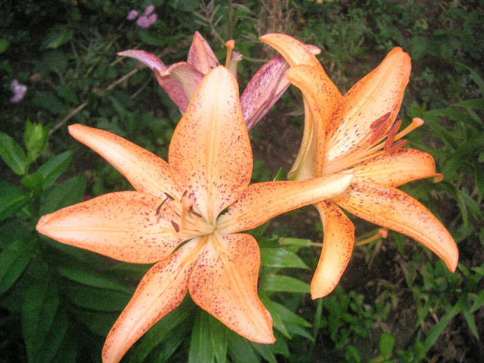 2890397750075666569ygmXdt_fs - Gradina II