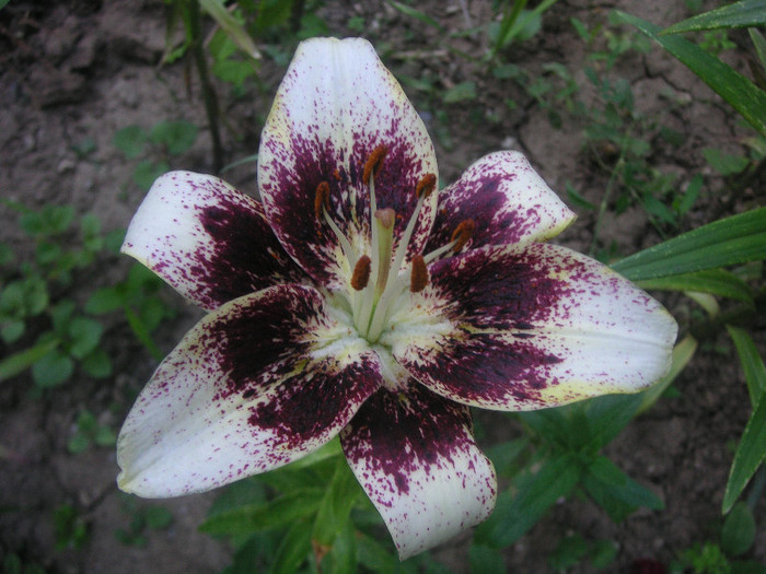 2893168820075666569qmMWtq_fs - Gradina II