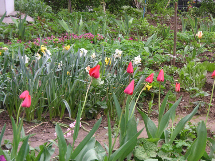 2893796120075666569zGxxWq_fs - Gradina II