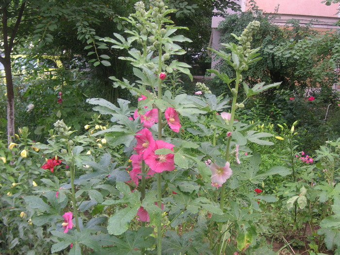 2894411550075666569SrkxSX_fs - Gradina II