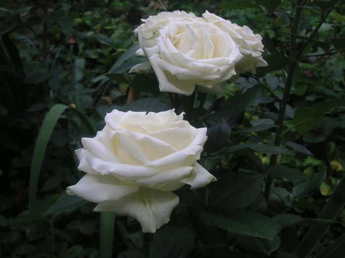 2901703630075666569eNgiYW_fs - Gradina II