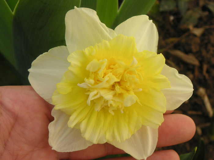 2914222480075666569BzhEvo_fs