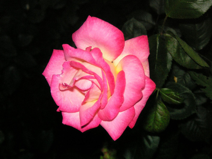 2916018100075666569IoIPgU_fs