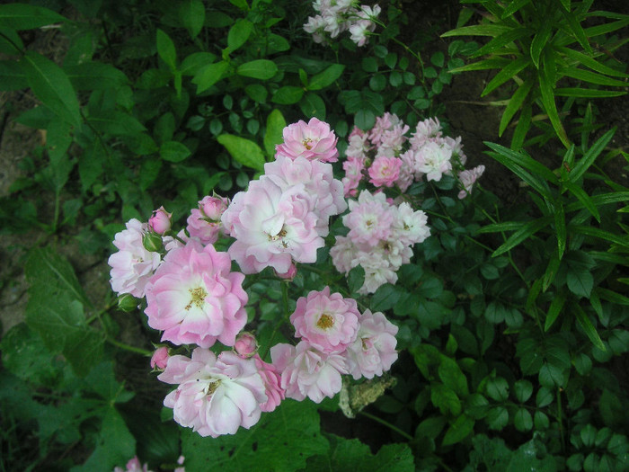 2918924370075666569FIaQsL_fs