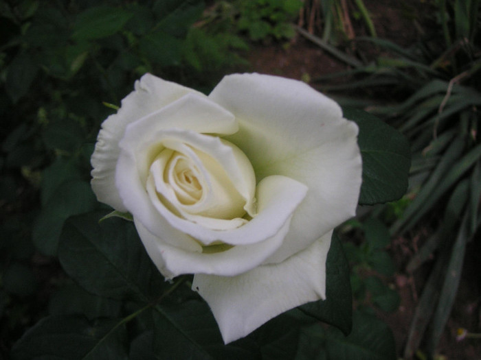 2930203830075666569WTCesV_fs