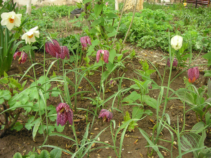 2930481390075666569wqlWSw_fs