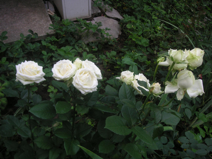 2940402220075666569PIFPHN_fs