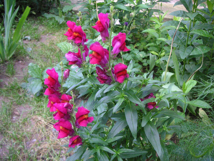 2940729540075666569GnCJaH_fs