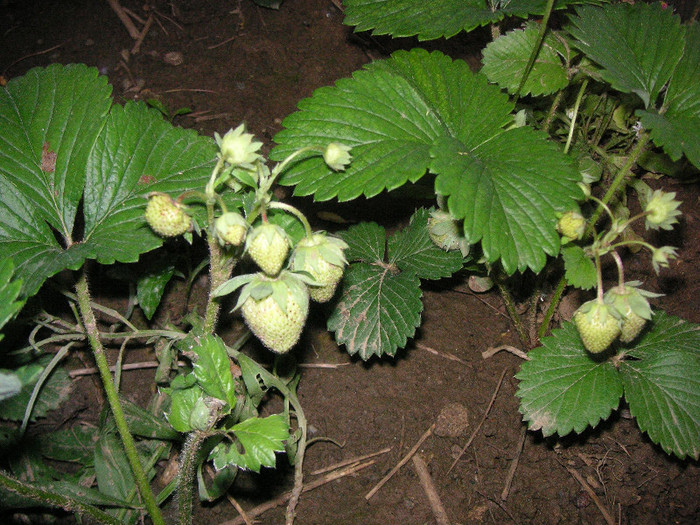 2947075520075666569yLkYzI_fs